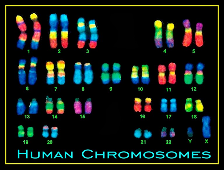 human-chromosomes-world-clock