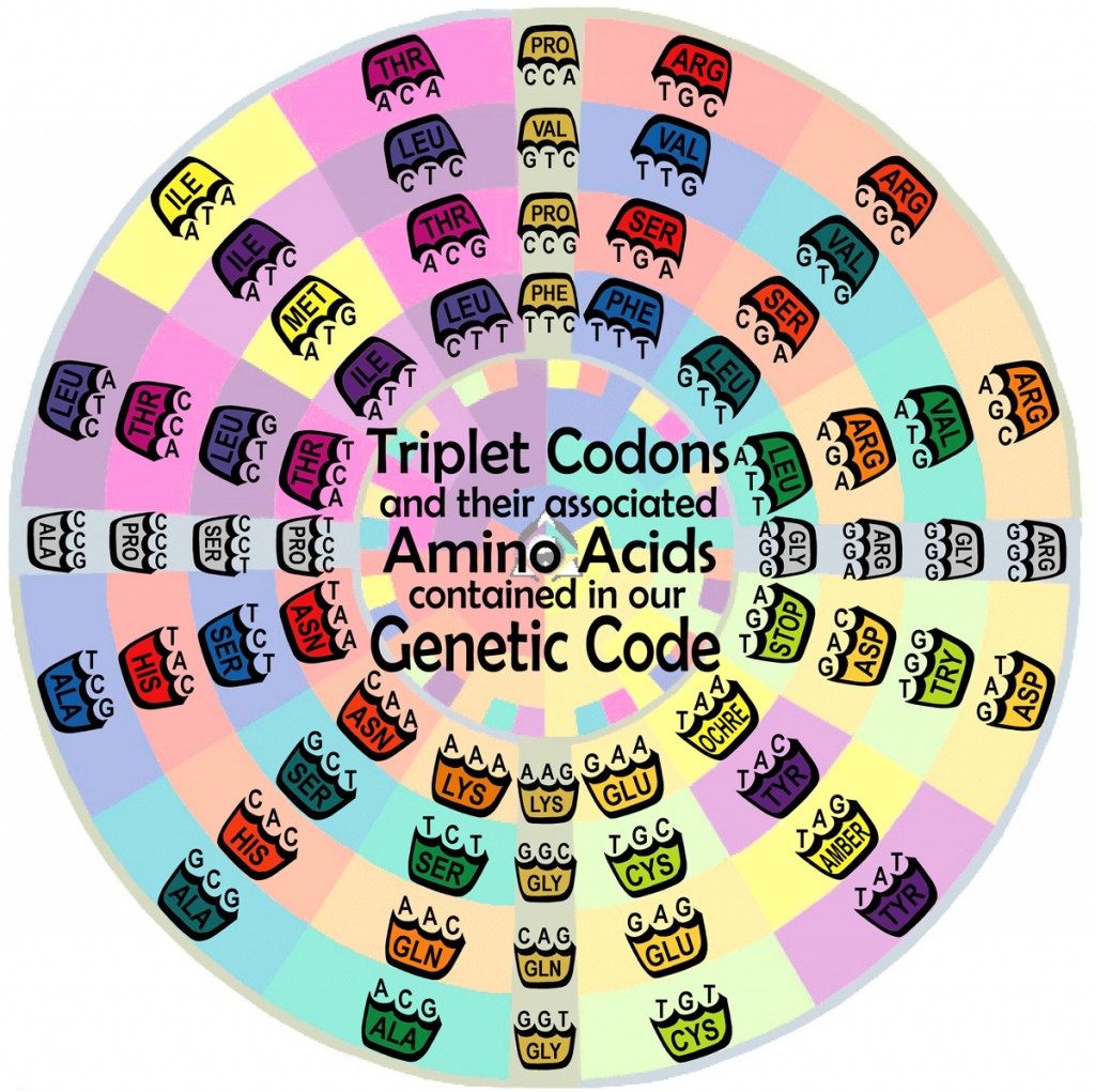 amino acids are building blocks of dna